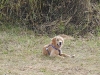 hundetreff-c-vom-21-april-2012-foto-18