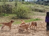 hundetreff-c-vom-21-april-2012-foto-23