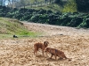 hundetreff-c-vom-21-april-2012-foto-24