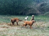 hundetreff-c-vom-21-april-2012-foto-37