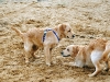 hundetreff-c-vom-21-april-2012-foto-8