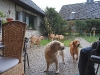 hundetreff-c-vom-21-april-2012