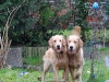 hundetreff-cc-vom-21-april-2012