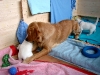 crazy-spielt-mit-welpen
