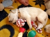 dakota-sweet-dreams