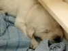 duke-versteckt
