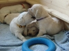 luna-links-spielt-mit-darling