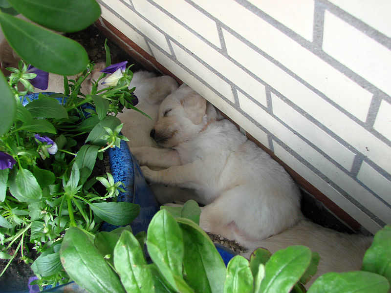 das-versteck-an-der-hauswand