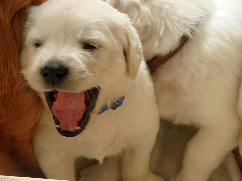 duke-kann-auch-lachen