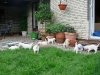 babys-entdecken-unsere-terrasse