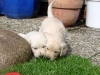 dakota-links-und-darling
