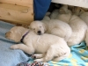 darling-und-drago-aufgenommen-am-1-juli-2012