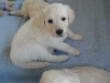 dieder-hund-besteht-nur-aus-augen-unser-denver
