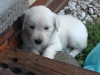 drago