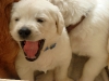 duke-kann-auch-lachen