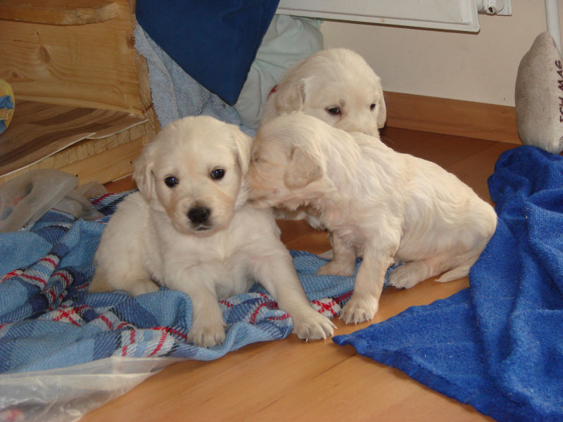 von-links-denver-dante-und-dunja