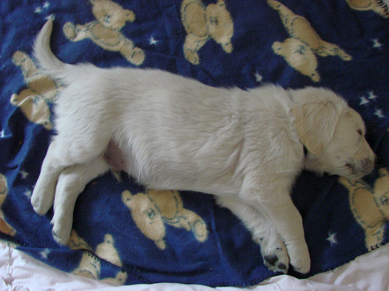 duke-mag-gerne-teddys