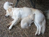 daddy-sam-mit-luna-und-dakota