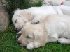 daphne-darling-und-dakota