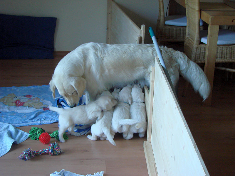 bonnie-hat-manchmal-ideen