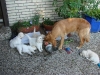 crazy-putzt-die-babys