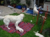eine-tolle-familie