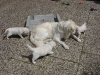 sam-mit-den-welpen