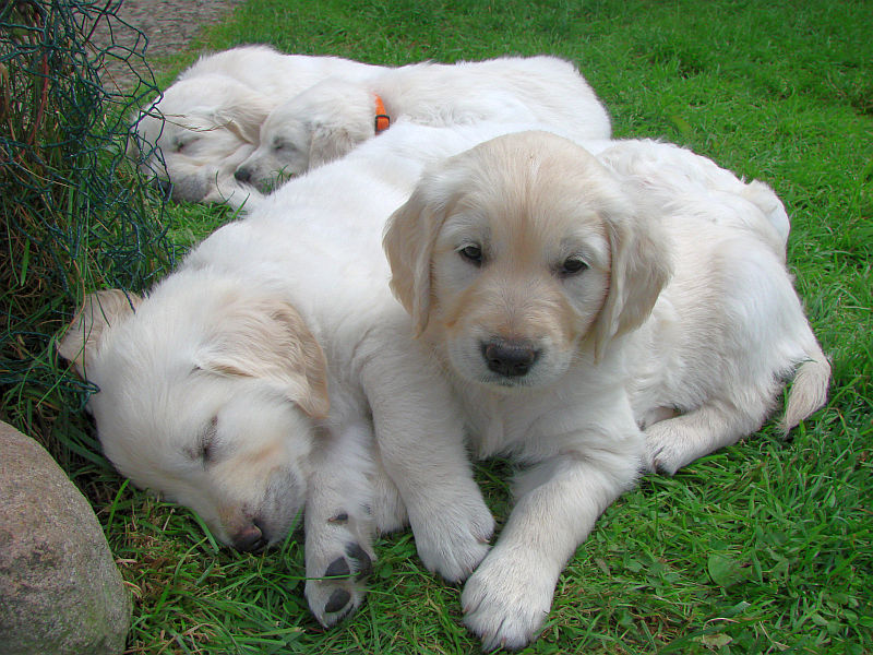 dakota-links-mit-daphne-hinten-dante-und-dunja