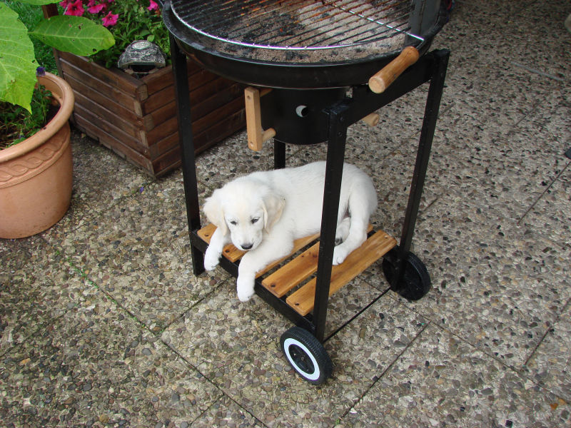 dakota-will-grillen