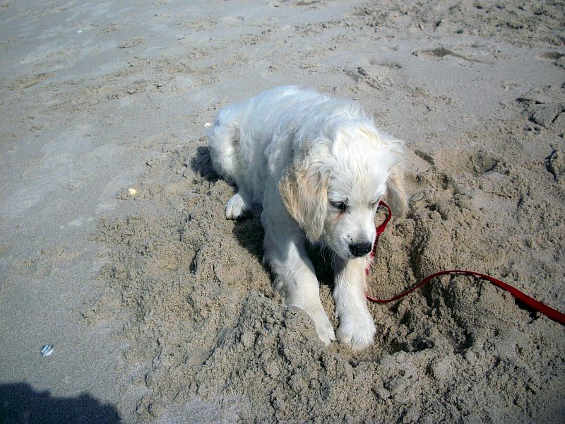 Buddeln im Sand ist toll