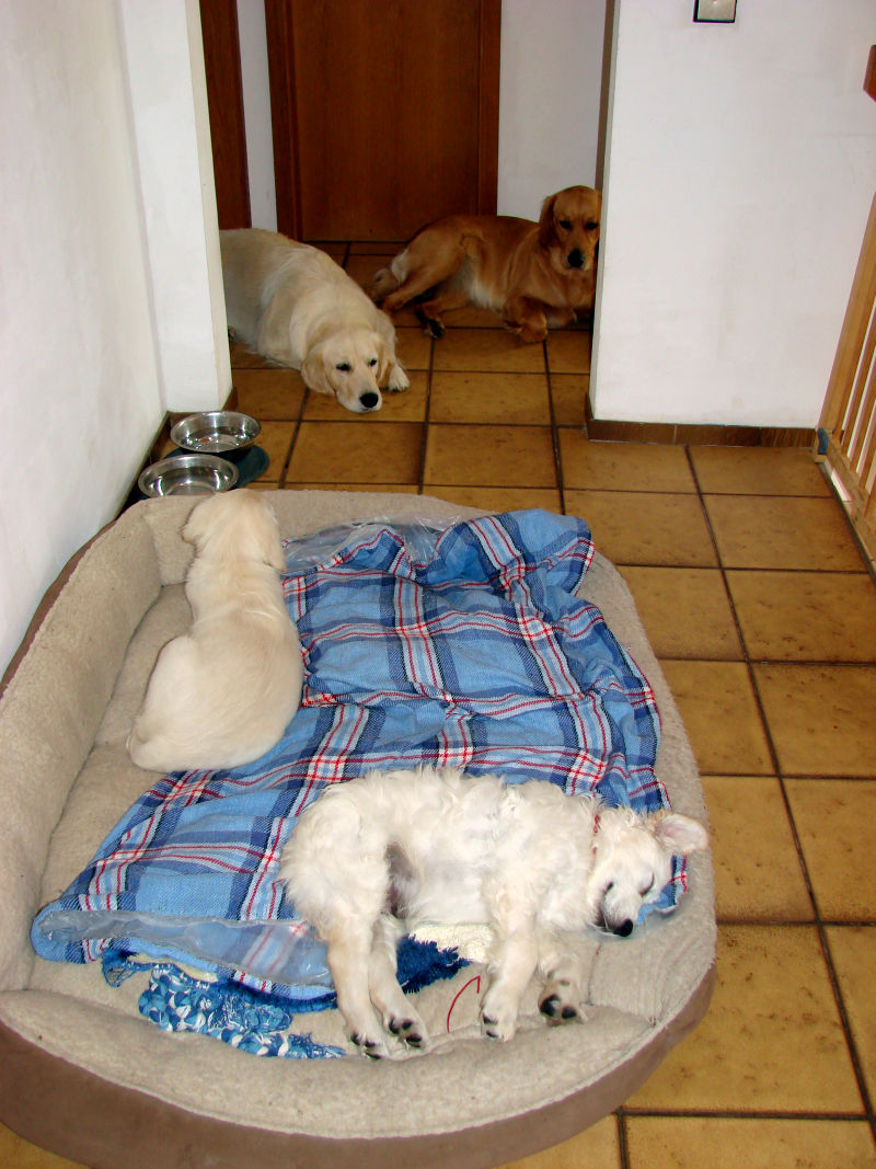 Dante schläft im großen Hundekorb mit Schwester Daphne