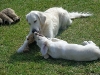 Daphne und Lilly zerren an dem armen Stoftier