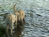 die-beiden-halbstarken-im-wasser