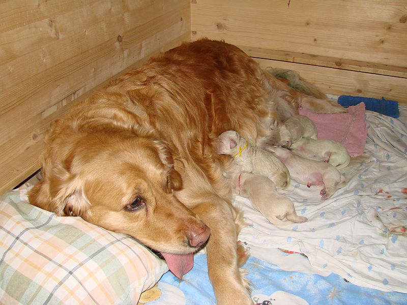 Enya mit Mama und Geschwistern kurz nach der Geburt