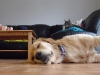 cinderella-zu-hause-mit-kater-gymli