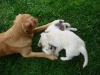 crazy-mit-babys
