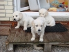 denzel-dante-und-dakota-wollen-in-den-garten
