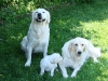 drago-mit-bonnie-und-sam