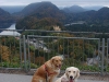 13-oktober-2012-Unsere Hunde auf dem Aussichtspunkt Jugend