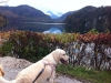 Bonnie am Alpsee