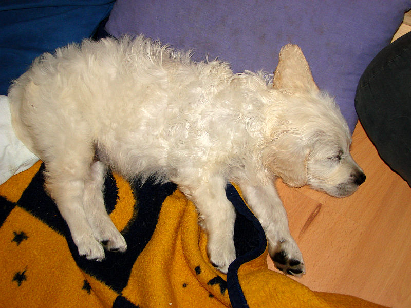 dante-adelante-schaf