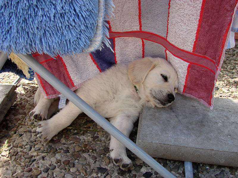 denver-versteckt-sich