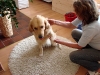byron-von-sweet-amber-mit-frauchen-ute-