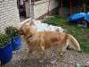 byron-wurf-b-mit-unseren-d-welpen-