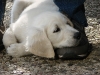 luna-schläft-auf-zuchtwarts-schuhen