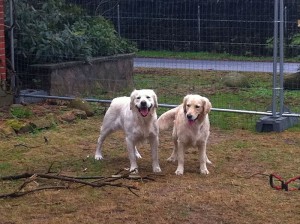 Bonita mit Sam Versuch 2