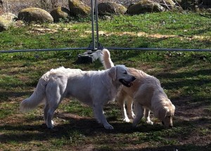 Sam und Bonnie