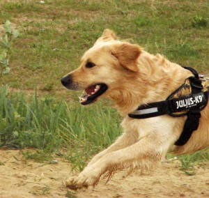 B-Treff Buddy springt