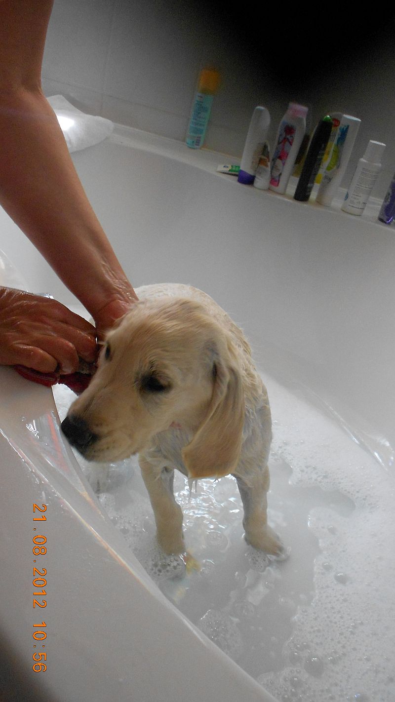 Daphne Daphne badet, weil sie sich wieder gesudelt hat