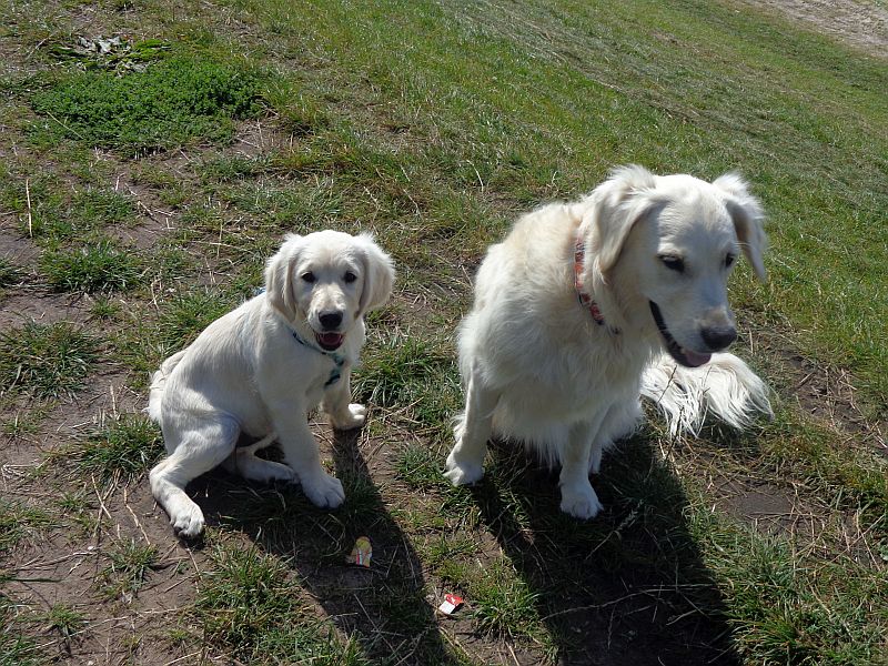 Bei einem Spaziergang an der Weser an dem Deich